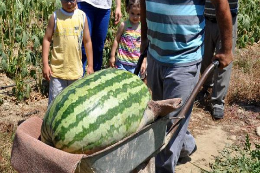 Diyarbakır Karpuz festivali